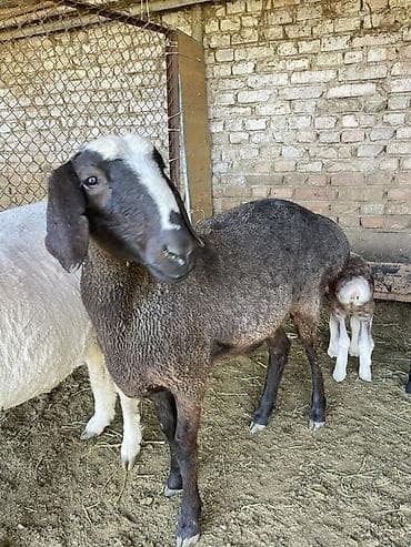 немецкая овчарка собака: Продаю | Овца (самка) | Для разведения | Матка — 2