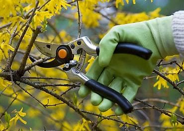 цветы в бишкеке: Уборка территории, Уход за деревьями — 1