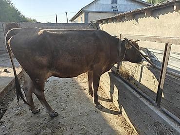 джерси корова: Продаю | Корова (самка) | Швицкая | Для молока | После отела — 3