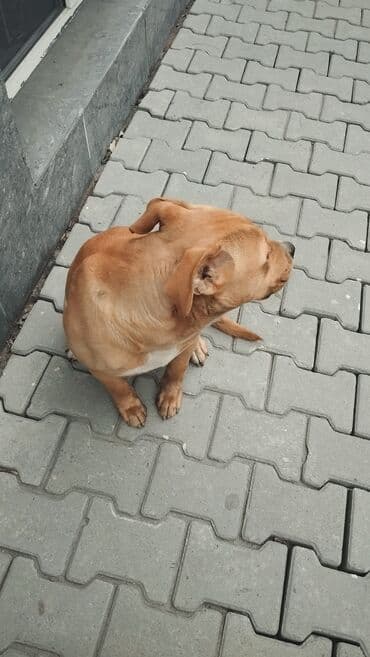 Продажа собак: Собака среднего размера, коренастого телосложения. Окрас рыжий — 9