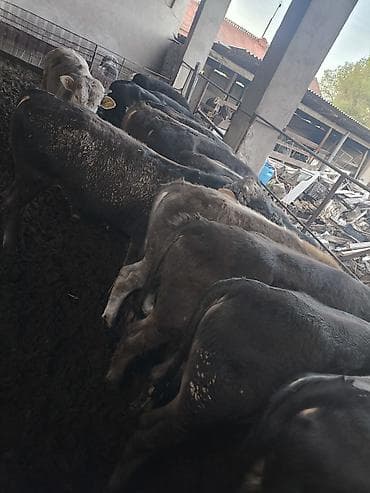 ротвейлер бишкек: Сатам | Бука (эркек) — 7