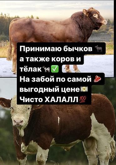 купить карова: Куплю | Коровы, быки, Козы, козлы, Лошади, кони | На забой, на мясо — 2