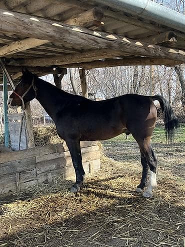 ош кой базар: Продаю | Жеребец | Для разведения, Конный спорт — 5