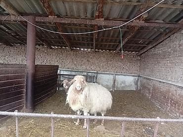 Собаки: Продаю | Баран (самец) | На забой — 6