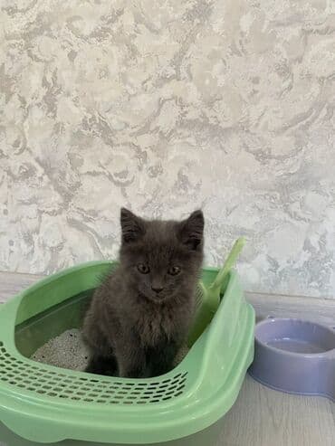 возьму котенка: Пушистый серый котёнок - Окрас: сплошной серый (дымчатый), мягкая и — 3