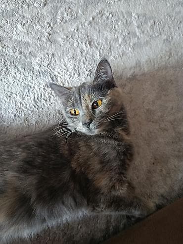 кошки купить: Кошка даром: Беспородная, Девочка, Приучена к лотку — 1