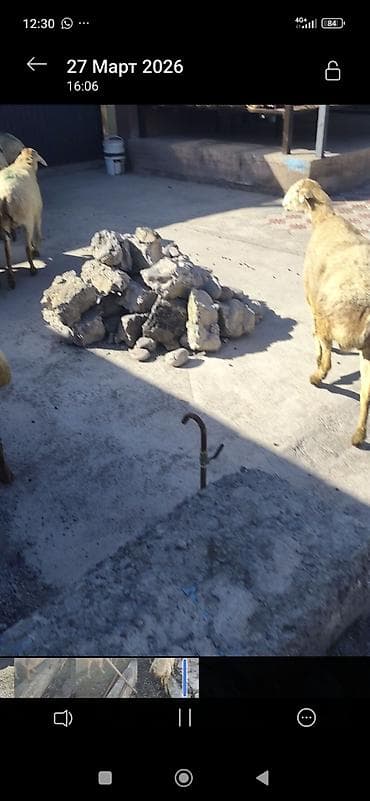 Продаю | Овца (самка) | Для разведения | Матка