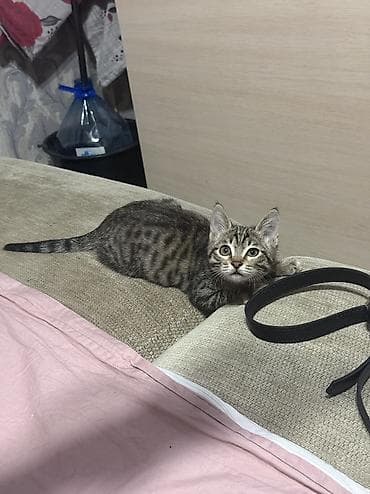 бесплатно кошка: Кошка даром: Беспородная, 3 месяца, Девочка, Приучена к лотку — 5