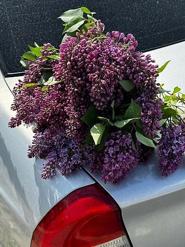 атласные розы букет: 🌸 Сирень в продаже! 🌸 Свежая, ароматная и невероятно нежная сирень — 1