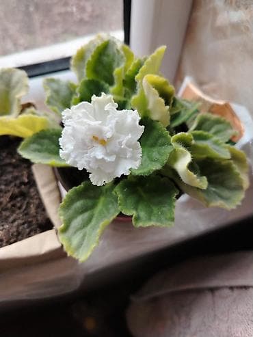 Отдам даром: Белая фиалка обмена на 2 л растительного масла доня район старого — 2