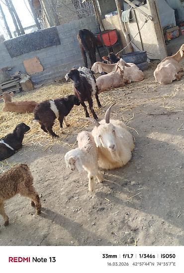 корова швиц: Продаю | Коза (самка) | Для молока — 6