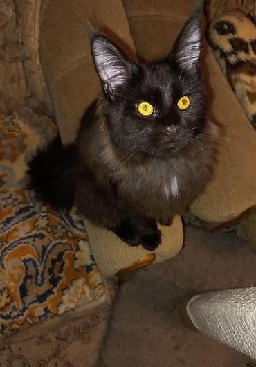 Животные: 🐾🐈 Эффектный котёнок мейн-кун чёрного цвета с шикарным воротником — 8