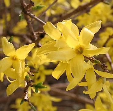 махровый: Саженцы — 4