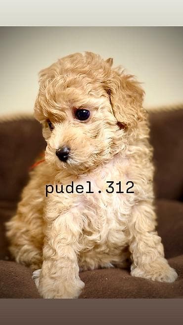 Ит кууту: Готовятся к продаже породные щенки той пуделя. С родословной! ОТКРЫТО — 5