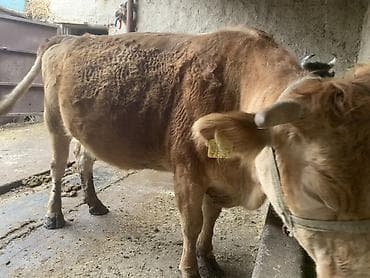 мышык сатам: Сатам | Уй (ургаачы) | Көбөйтүү үчүн | Байланган — 2