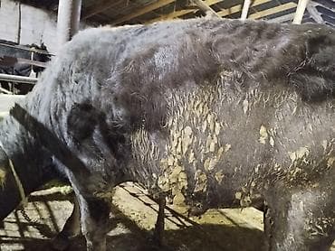 ветеринар каракол: Сатам | Уй (ургаачы) | Сүт алуу үчүн | Байланган — 10