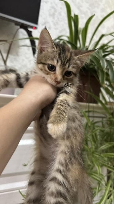 Үй жаныбарлары: Котята, разный окрас: черные, серо-полосатые табби, кремовые, рыжие — 4