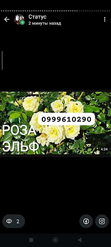 техника для сада: Саженцы цветка: Розы, Платная доставка — 10