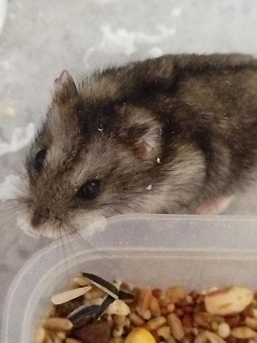 Крысы: Джунгарские хомячки с базовым набором для содержания. В комплекте: - — 2