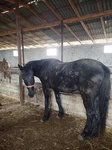 чистокровный жеребец: Продаю | Кобыла (самка) | Рабочий — 3