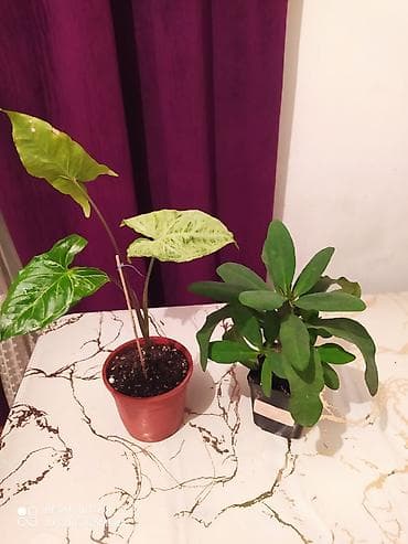 Сейфы: Комнатные растения в горшках - Драцена вариегатная (Dracaena — 6