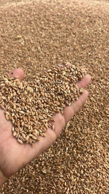 коровы животные: Пшеница, овёс и пшеничные отруби - Пшеница продовольственно-кормовая — 2