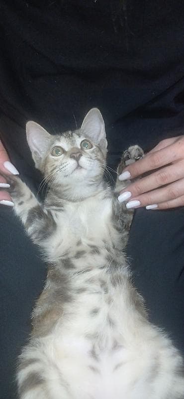 Скотиш Страйт (Шотландская прямоухая), 3 месяца, Девочка — 6