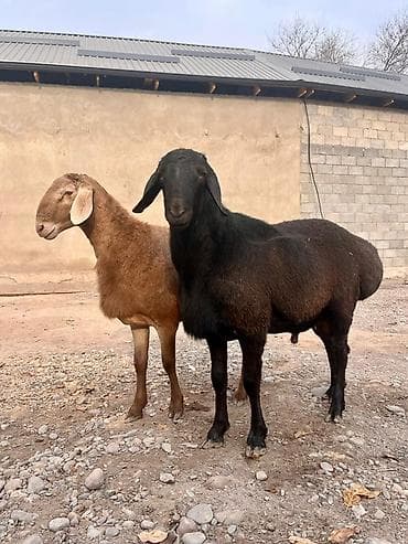 баран живой: Продаю | Баран (самец) | Для разведения | Племенные — 4