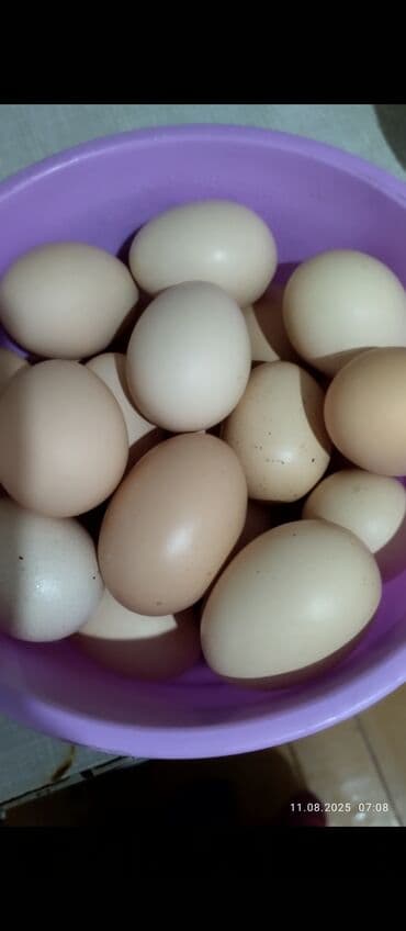 Домашние куриные яйца - Разные оттенки скорлупы: от светло-кремового