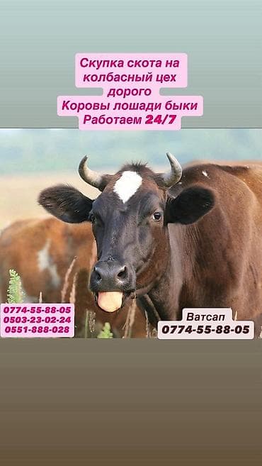 Колбасный цех : Коровы, быки, | Круглосуточно — 1