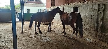 сена тук: Продаю | Кобыла (самка) | Рабочий — 1