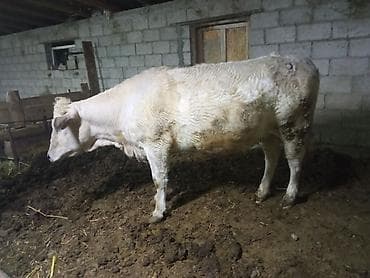 гнездо для кур: Продаю | Корова (самка) | Для разведения | Привязанные — 1