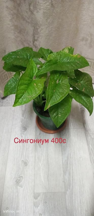 другие комнатные растения: Комнатные растения в горшках: - Хлорофитум Бони — 400 с Компактная — 7