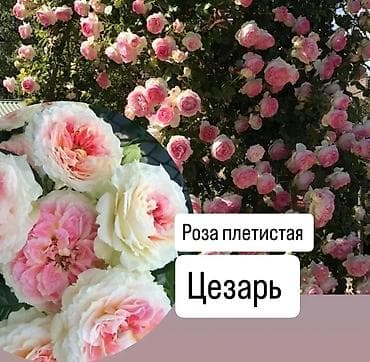 Үй жана бакча: Көчөттөр — 2