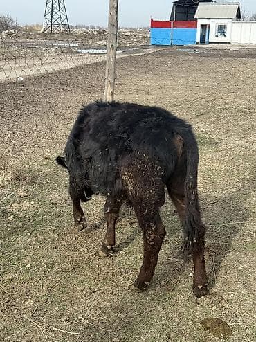 сибирская дымчатая кошка: Продаю | Музоо, торпок | На откорм — 5