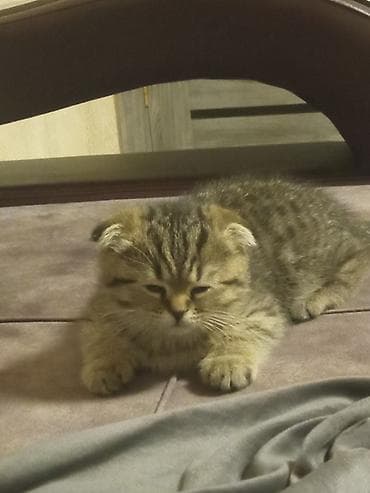Кошки: Шотландский вислоухий котёнок (скоттиш-фолд) - Окрас: тигровый — 1