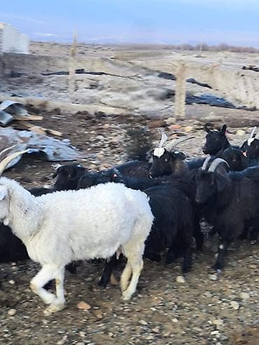 белая кошка: Продаю | Коза (самка) | Для разведения — 5