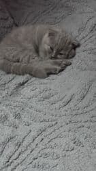 сколько стоят вислоухие коты: Скотиш Фолд (Шотландская вислоухая), 2 месяца, Мальчик, Приучена к лотку, Проглистована — 5