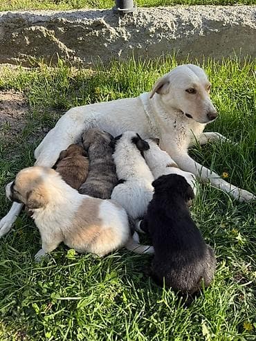 Щенки от домашней собаки-метиса - Помёт из нескольких щенков разной