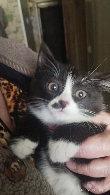 кошка вязка: Сибирская, 2 месяца, Мальчик, Рыжий, Приучена к лотку — 12