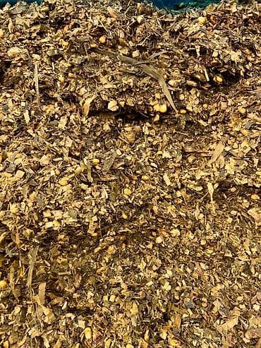 цена на кукурузу сегодня: 8.сом. СИЛОС С ЗЕРНОМ. ХОРОШЕГО КАЧЕСТВА. С ПОГРУЗКОЙ — 4