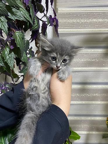 кошка мышык: Продаётся семья кошек три котёнка и мама котят все приучены к лотку — 2