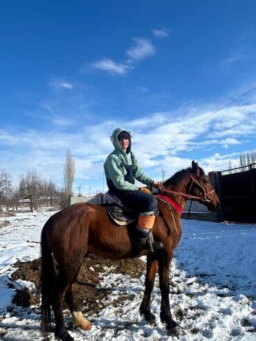 дог собака: Продаю | Конь (самец) | Рабочий — 11