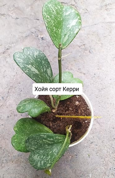 эвелины цветы: Продаю Хойя горшки двойные — 4