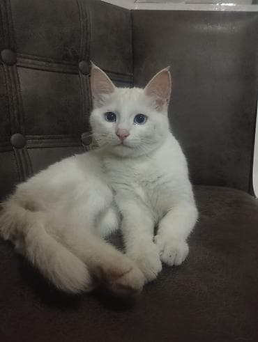 животные котенок: Као-мани, 4 месяца, Мальчик, Белый, Приучена к лотку — 4