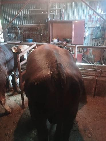 продаю страусов: Продаю | Бык (самец) | На откорм | Племенные — 4