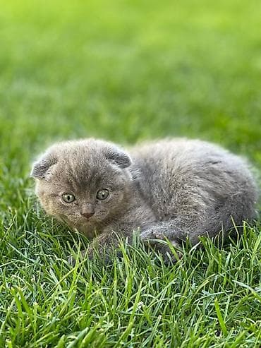 Шотландские вислоухие котята, окрас голубой - Порода: Scottish Fold