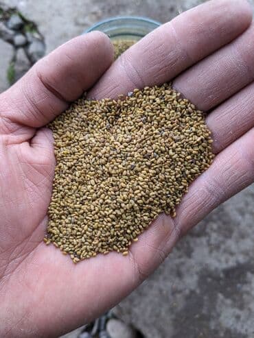 купить кошку в бишкеке: Беде урук көп жылдык. урожай 5ж. адрес Чүй Беловодск нижний зона — 2