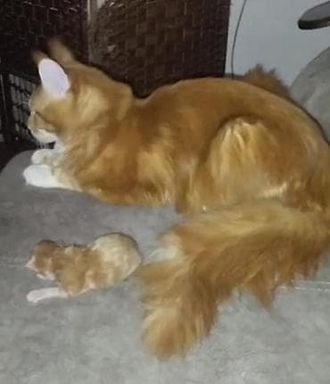 кошка 303: Вязка: Мейн-кун, Мальчик, 1 год, С прививками, Красный — 2