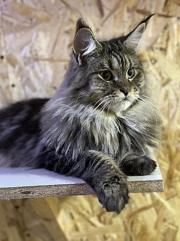 домашные животные: В нашем питомнике Elsonite подрастают невероятные котята Мейн Кун — — 5